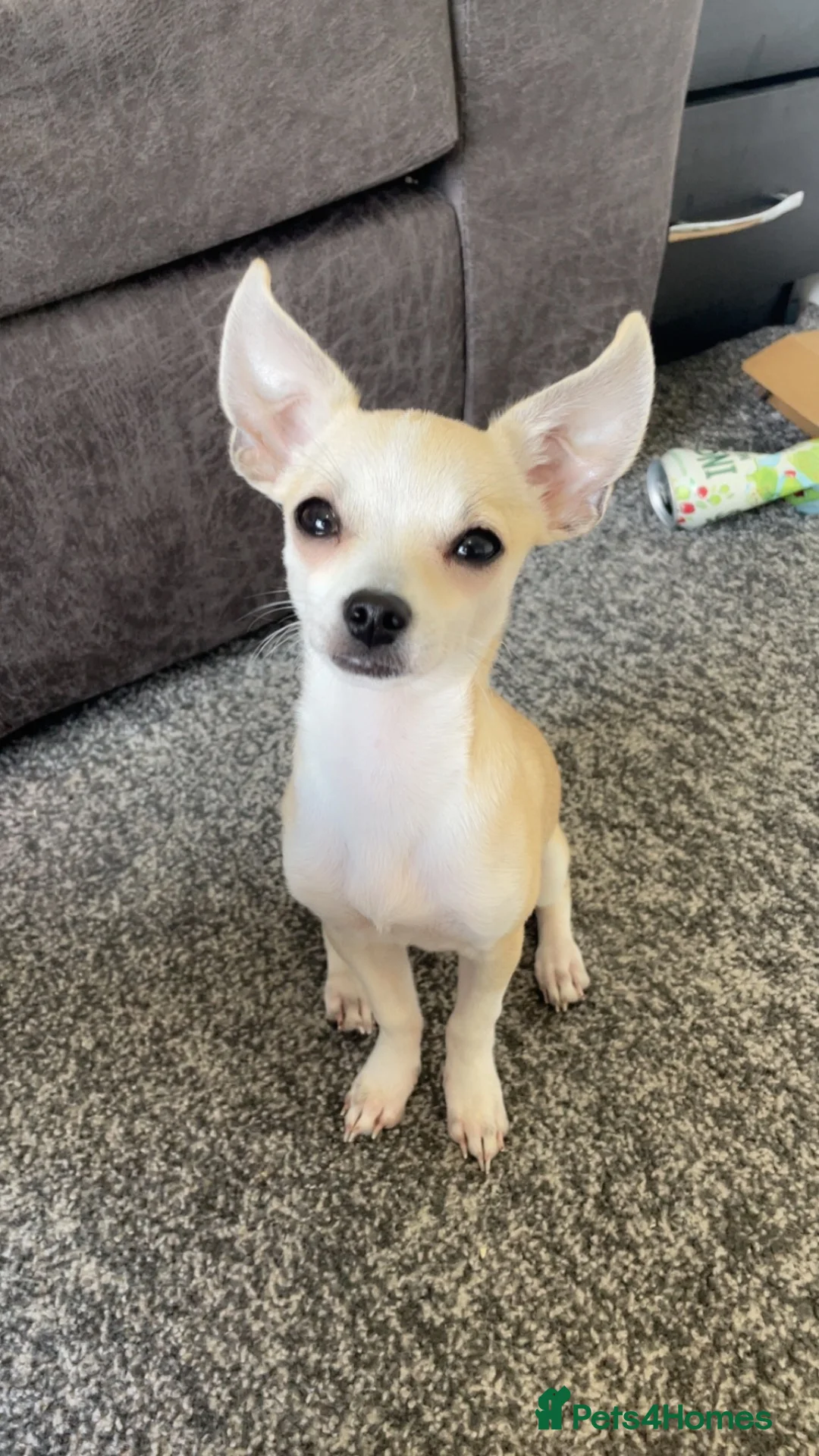 Chihuahua dogs for sale: Toy chihuahua 🐕 in Rotherham - Advert 2