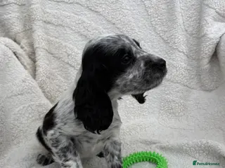 Cocker Spaniel dogs Health tested cocker spaniel puppies - Advert 1