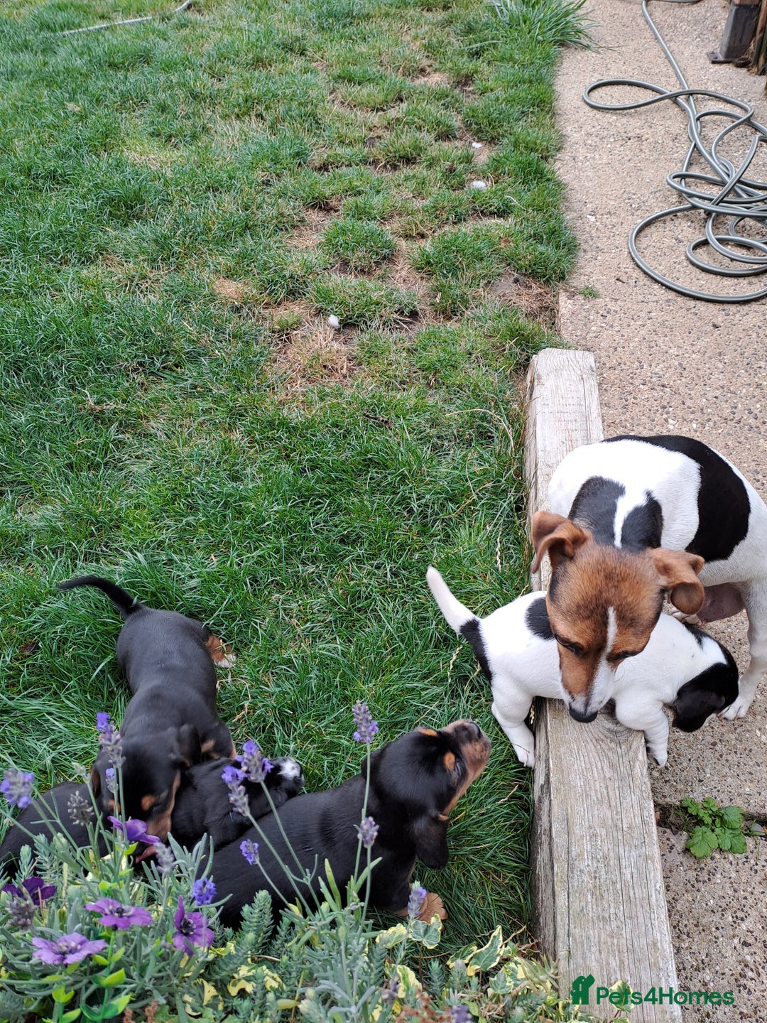 Mixed Breed dogs for sale: Jack Russell and Coker Spaniel  - Image 4