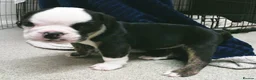 English Bulldog dogs for sale: New English bulldog puppies - Advert 14