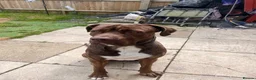 Cane Corso dogs for stud: stud! - Advert 7