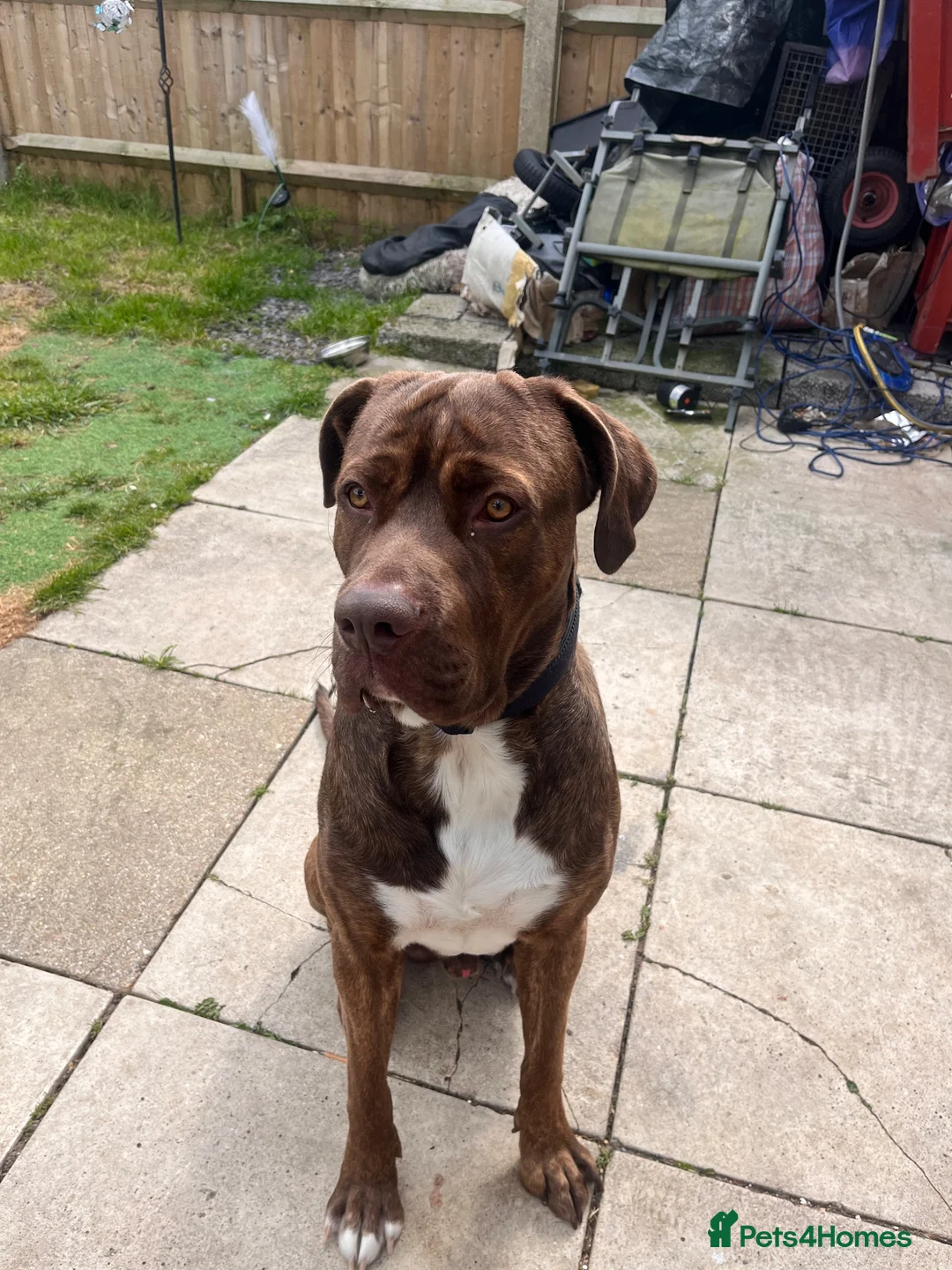 Cane Corso dogs for stud: stud! - Advert 7