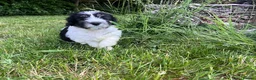 Polish Lowland Sheepdog dogs for sale: Rare Polish Lowland Sheepdog puppy girl available. - Advert 4