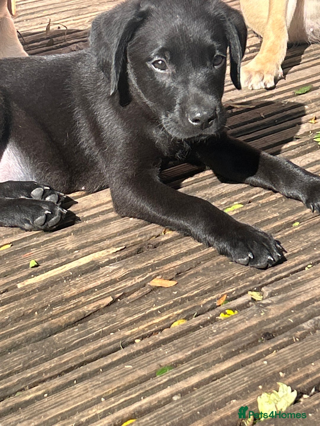 Mixed Breed dogs for sale: 3/4 Labrador 1/4 German wire hair pointer  - Image 38