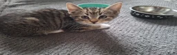 Mixed Breed cats for sale: 3 little boys and 1 girl  - Advert 11