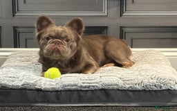 French Bulldog dogs for sale: Male fluffy french bulldog - Image 9