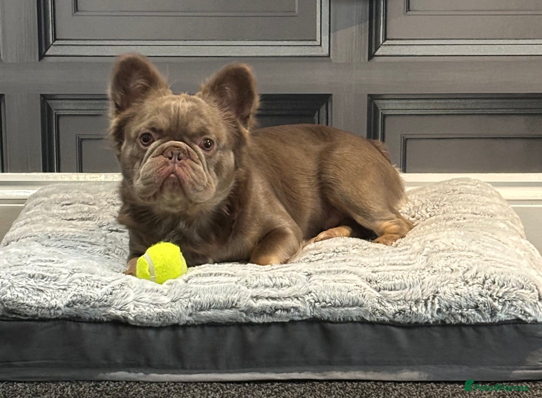 French Bulldog dogs for sale: Male fluffy french bulldog - Image 9