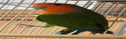 Lovebirds birds for sale: Lovebirds - Peach Face in Grantham - Advert 6