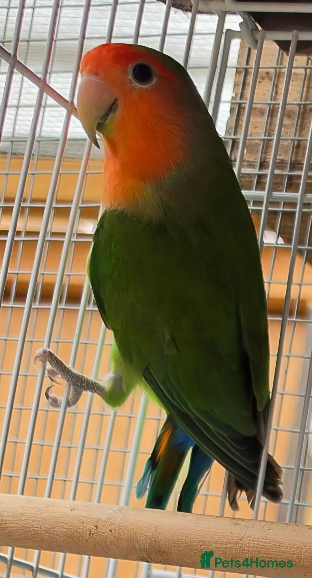 Lovebirds birds for sale: Lovebirds - Peach Face in Grantham - Advert 6
