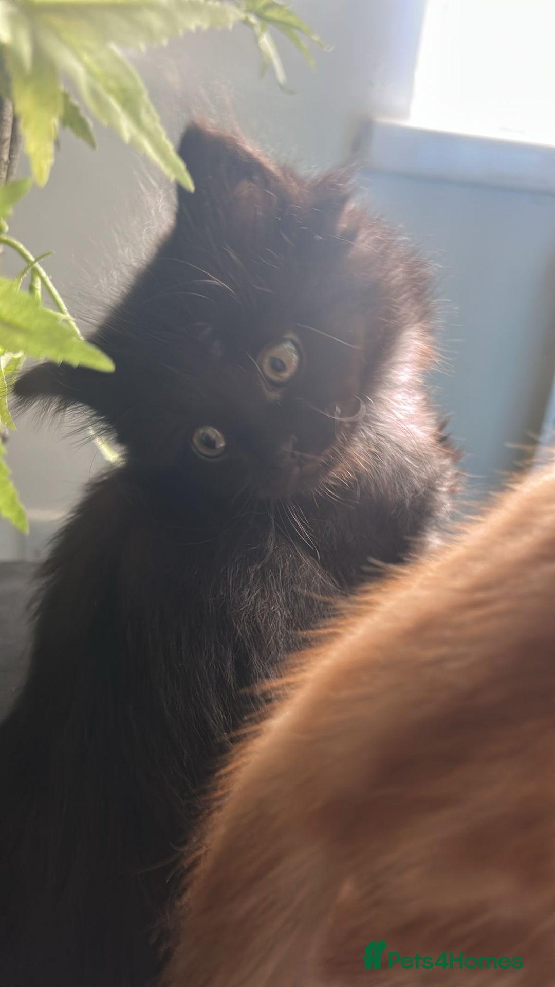 Mixed Breed cats for sale: Cute, Cuddly Kittens 💝 - Image 8