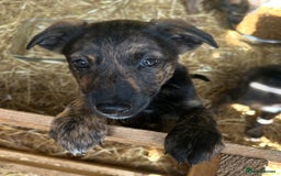 Mixed Breed dogs for sale: Lurcher cross collie pups - Image 5