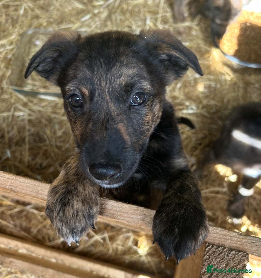 Mixed Breed dogs for sale: Lurcher cross collie pups - Image 5