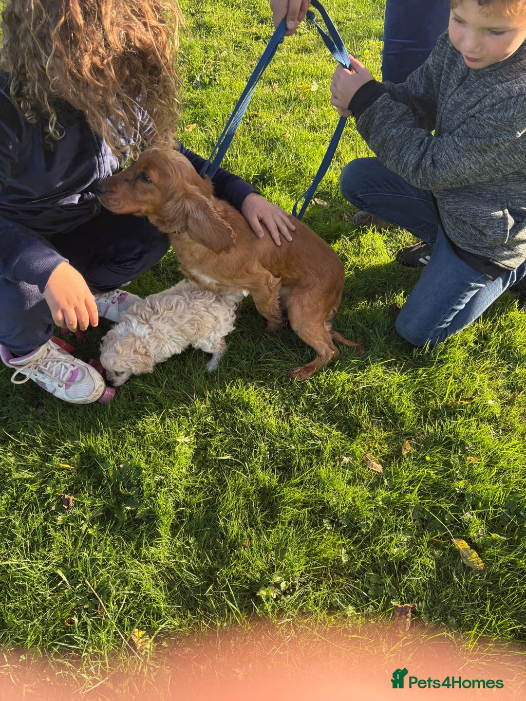 Mixed Breed dogs for sale: Beautiful Cocoranian Boy - Image 4