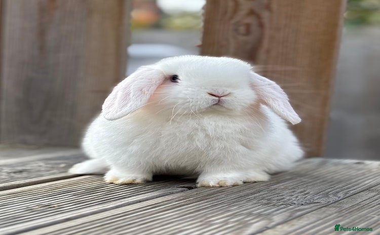 Mini Lop rabbits - Advert 8