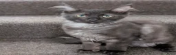 Maine Coon cats for sale: Beautiful Black Smoke Ragdoll Maine Coon Kittens  - Advert 2