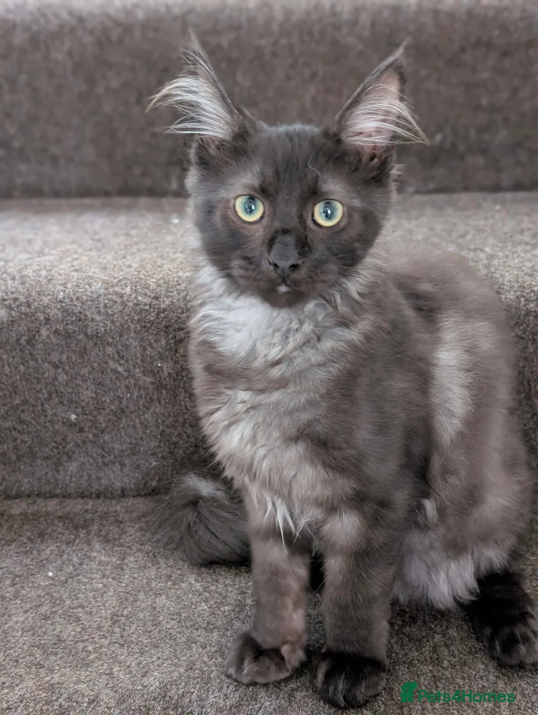 Maine Coon cats for sale: Beautiful Black Smoke Ragdoll Maine Coon Kittens  - Advert 2