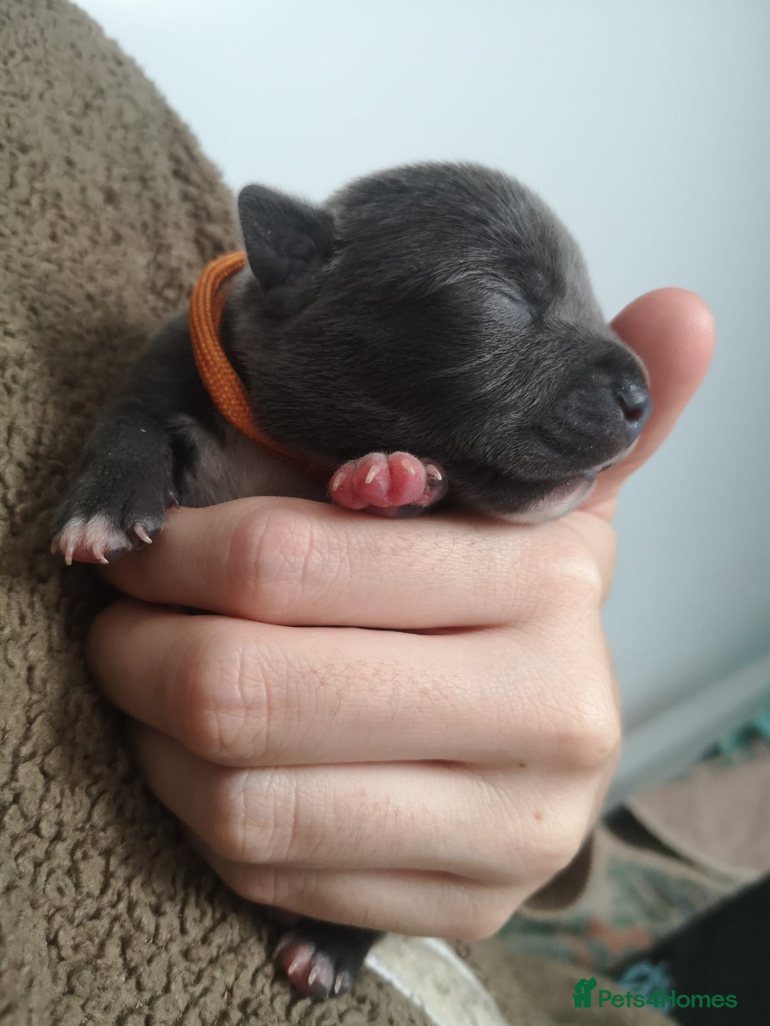 Staffordshire Bull Terrier dogs for sale: For Sale Blue Staffies/ Blue Staffordshire  - Image 24