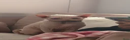 Sphynx cats for sale: Sphynx cat for sale/ rehome - Advert 4