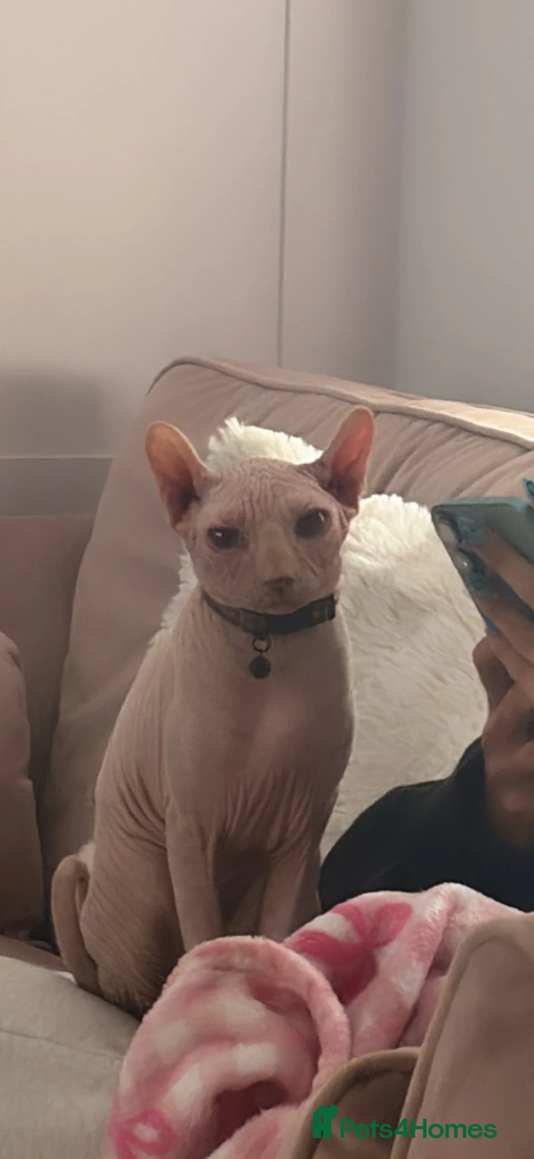 Sphynx cats for sale: Sphynx cat for sale/ rehome - Advert 4