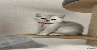 Scottish Fold cats - Advert 2