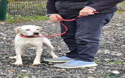 Mixed Breed dogs for adoption: JONNY - Image 4