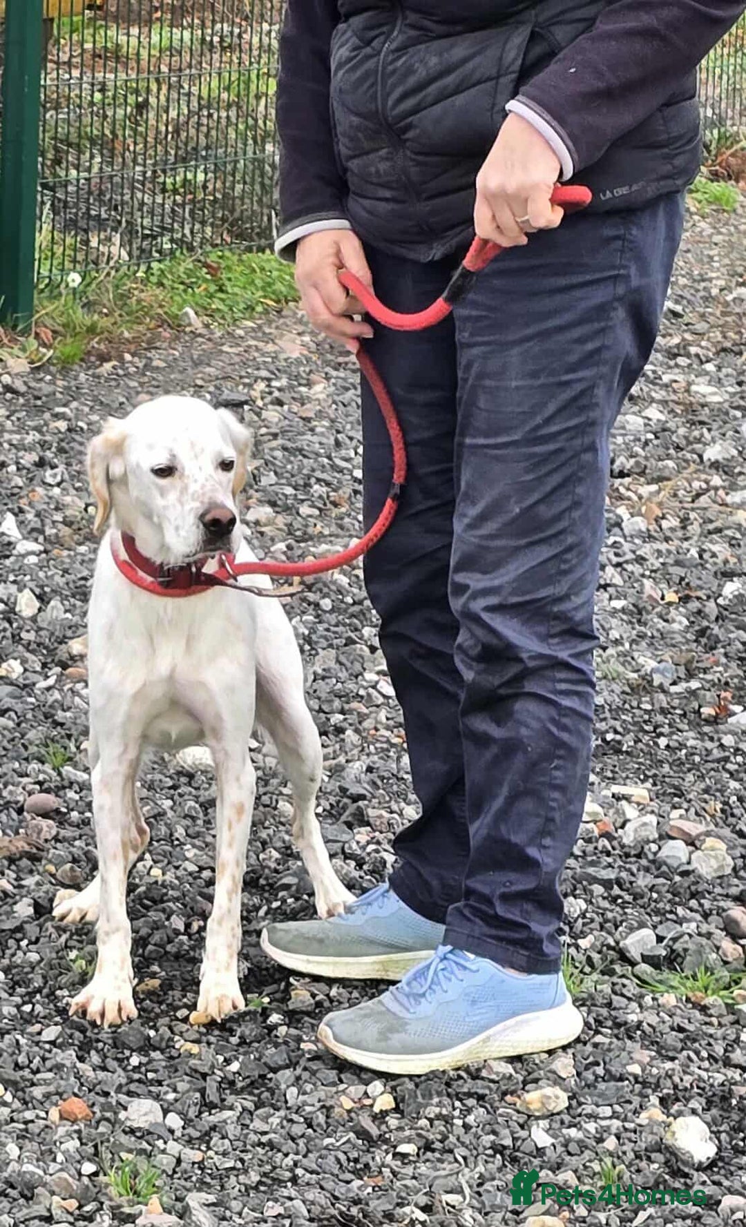 Mixed Breed dogs for adoption: JONNY - Image 4