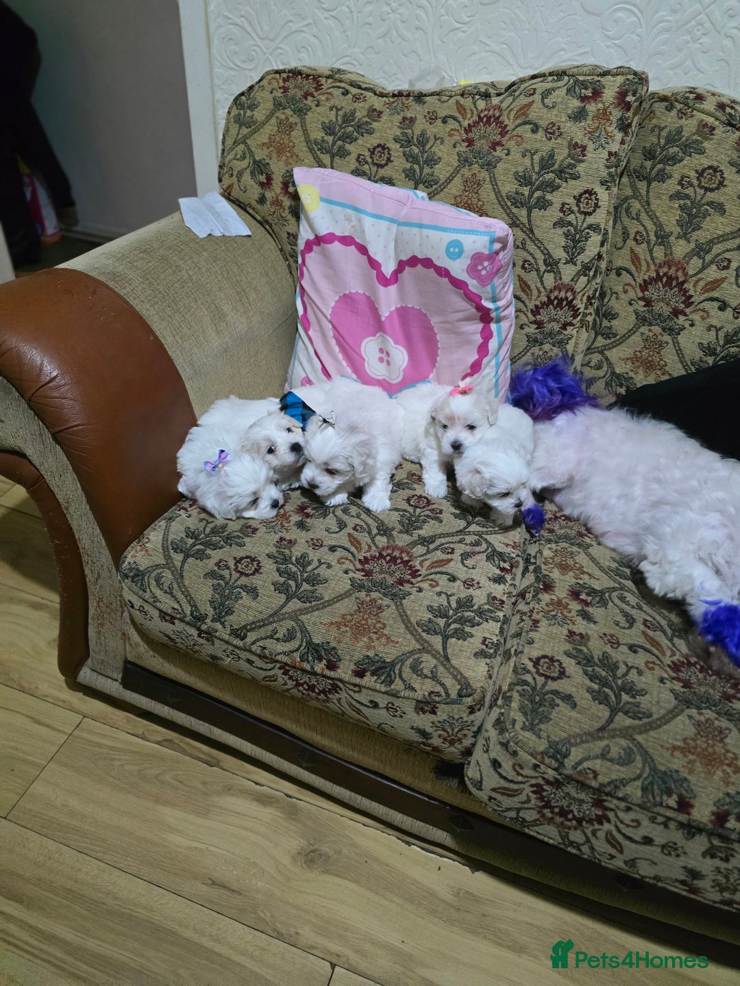 Maltese dogs for sale: Puppies for sale  - Advert 10