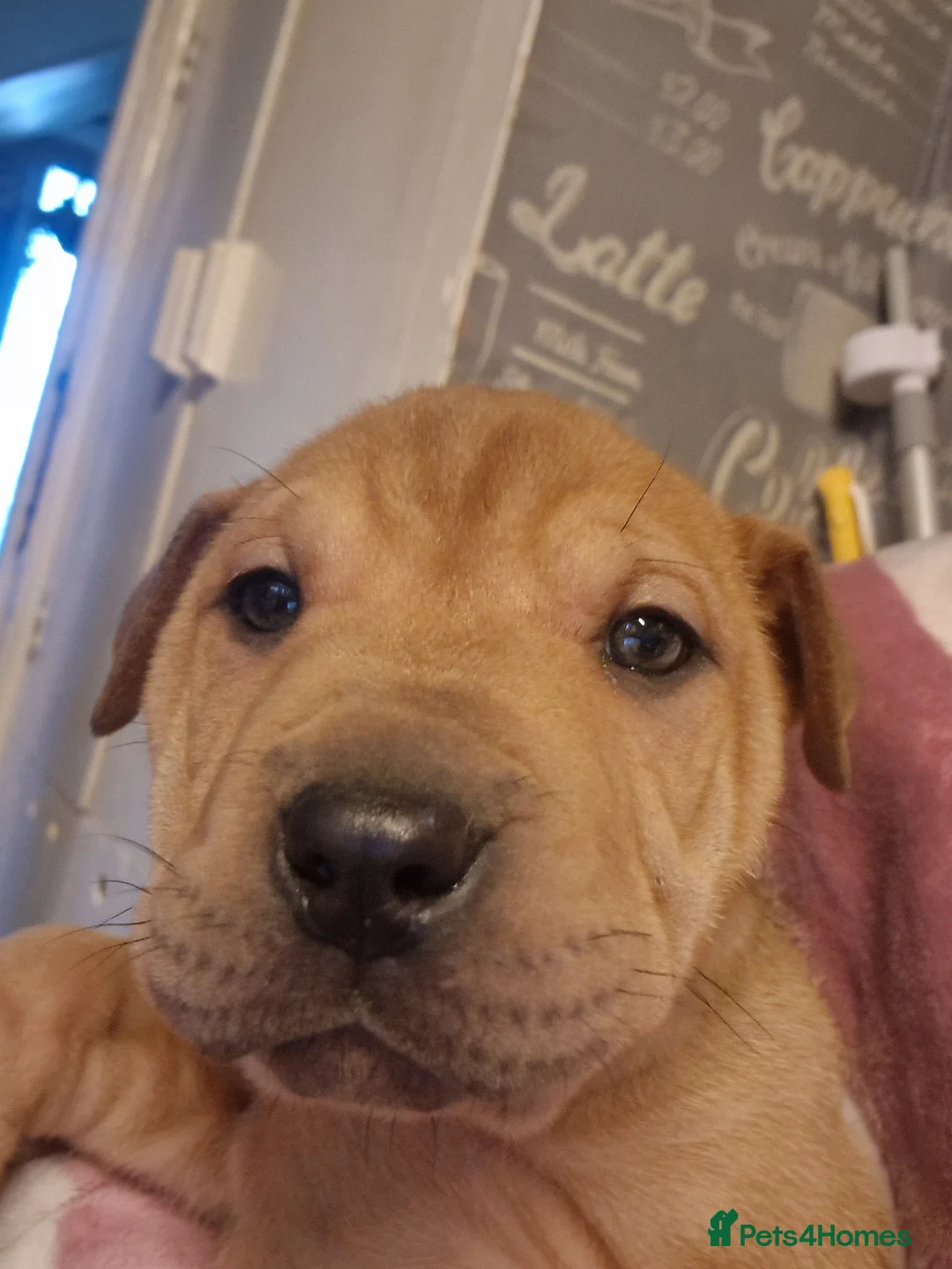 Mixed Breed dogs for sale: 11 chunky rottpei puppys  - Advert 3