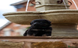 German Shepherd dogs for sale: Pedigree German Shepherd pups for sale - Image 6