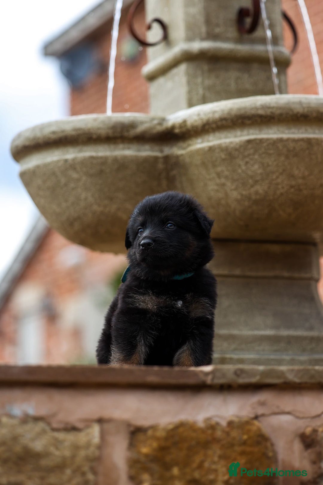 German Shepherd dogs for sale: Pedigree German Shepherd pups for sale - Image 6