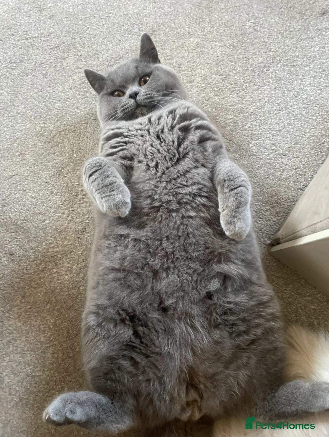 British Shorthair cats for sale: Winston in Ashby-de-la-Zouch - Advert 2