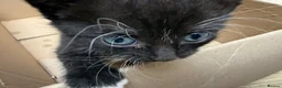 Mixed Breed cats for sale: 4 adorable kittens available to be rehomed - Advert 16