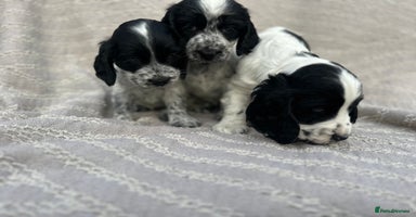 Cocker Spaniel dogs - Advert 2