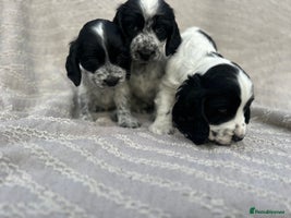 Cocker Spaniel dogs - Advert 10