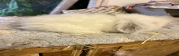 Mini Lion Lop rabbits for sale: Pure mini lion lops from show stock  - Advert 21