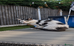 Domestic Shorthair cats for sale: Free to a loving home  - Image 7