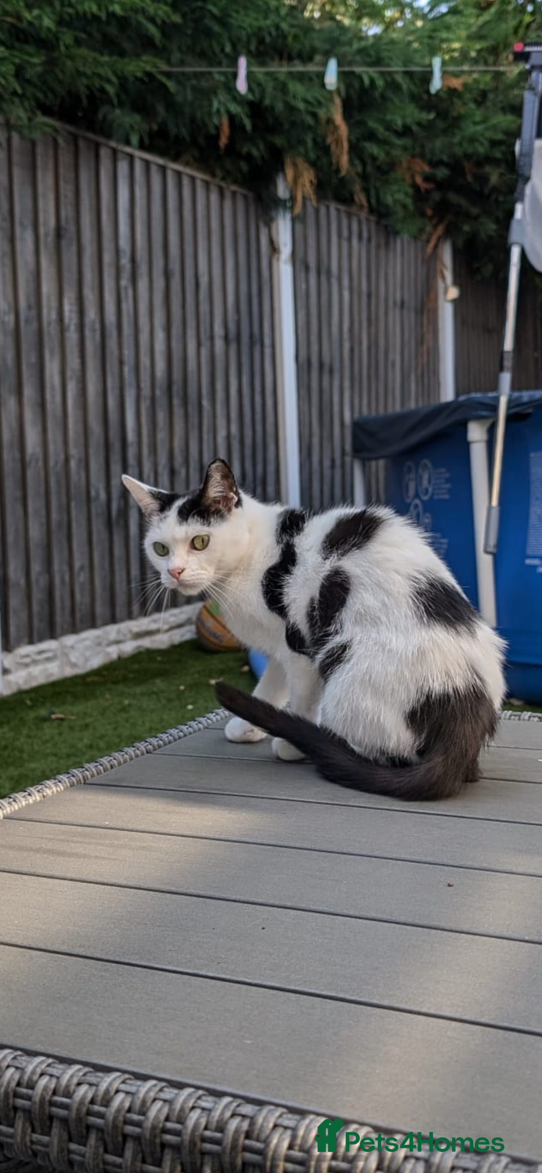 Domestic Shorthair cats for sale: Free to a loving home  - Image 7