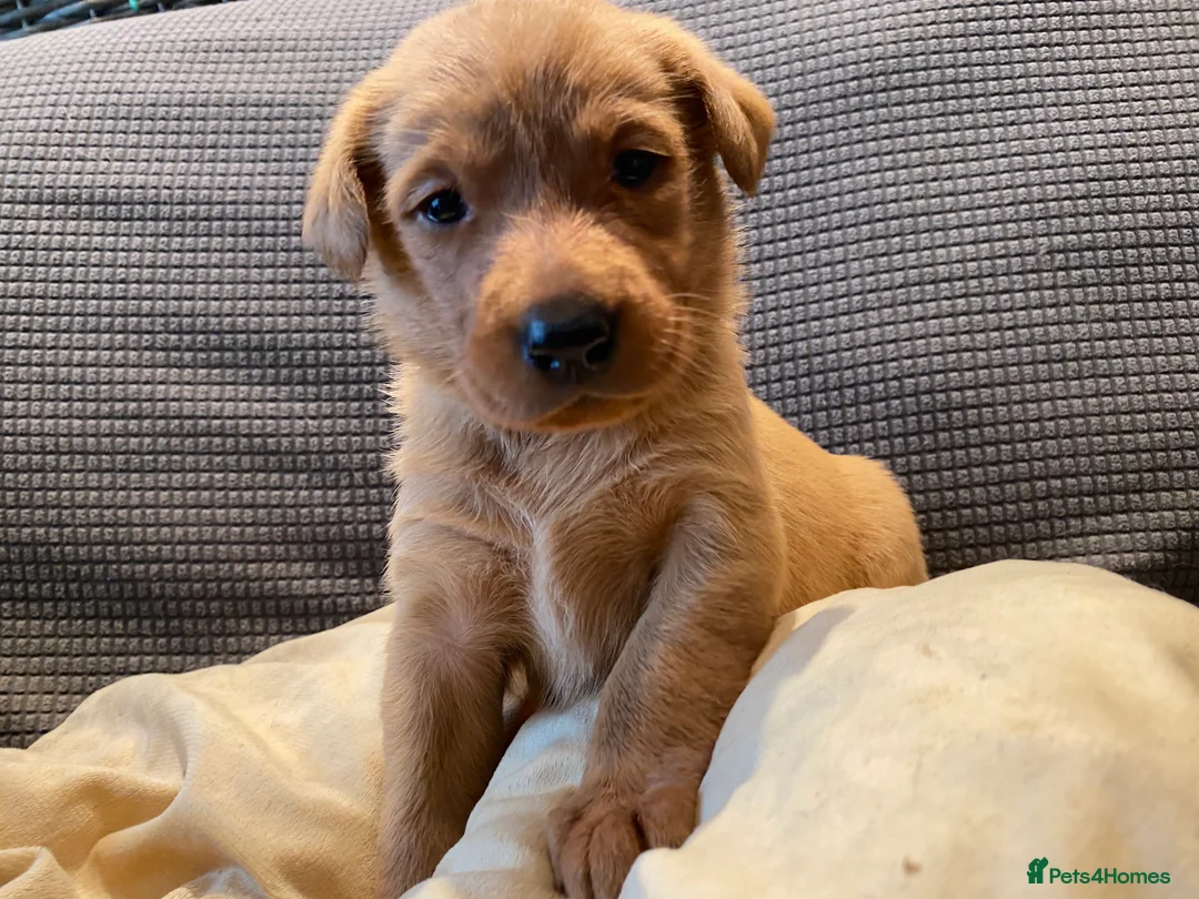 Labrador Retriever dogs for sale: Stunning Fox Red Labrador Retriever puppies - Advert 1