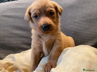 Labrador Retriever dogs Stunning Fox Red Labrador Retriever puppies - Advert 1