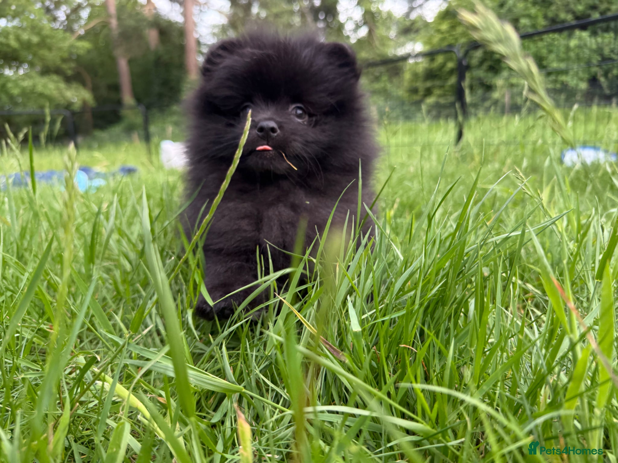 Pomeranian dogs for sale:  Rare colour Russian line Teddy Bear Pom Puppies ✨ - Advert 23