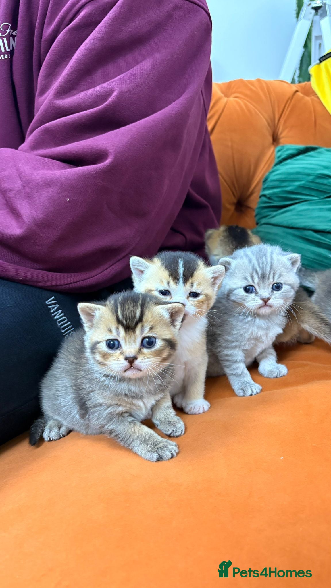 British Shorthair cats British shorthairs and Scottish straights - Advert 1