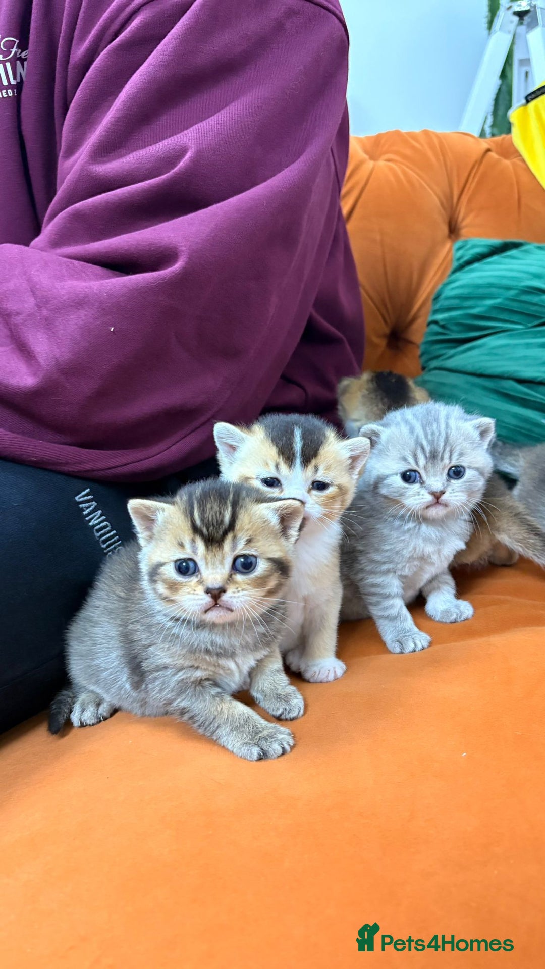 British Shorthair cats for sale: British shorthairs and Scottish straights - Advert 1