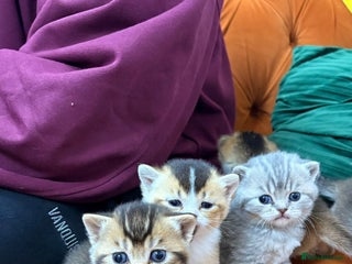 British Shorthair cats British shorthairs and Scottish straights - Advert 1