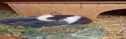 Mini Lop rabbits for sale: Beautiful Mini Lop Does - Advert 18