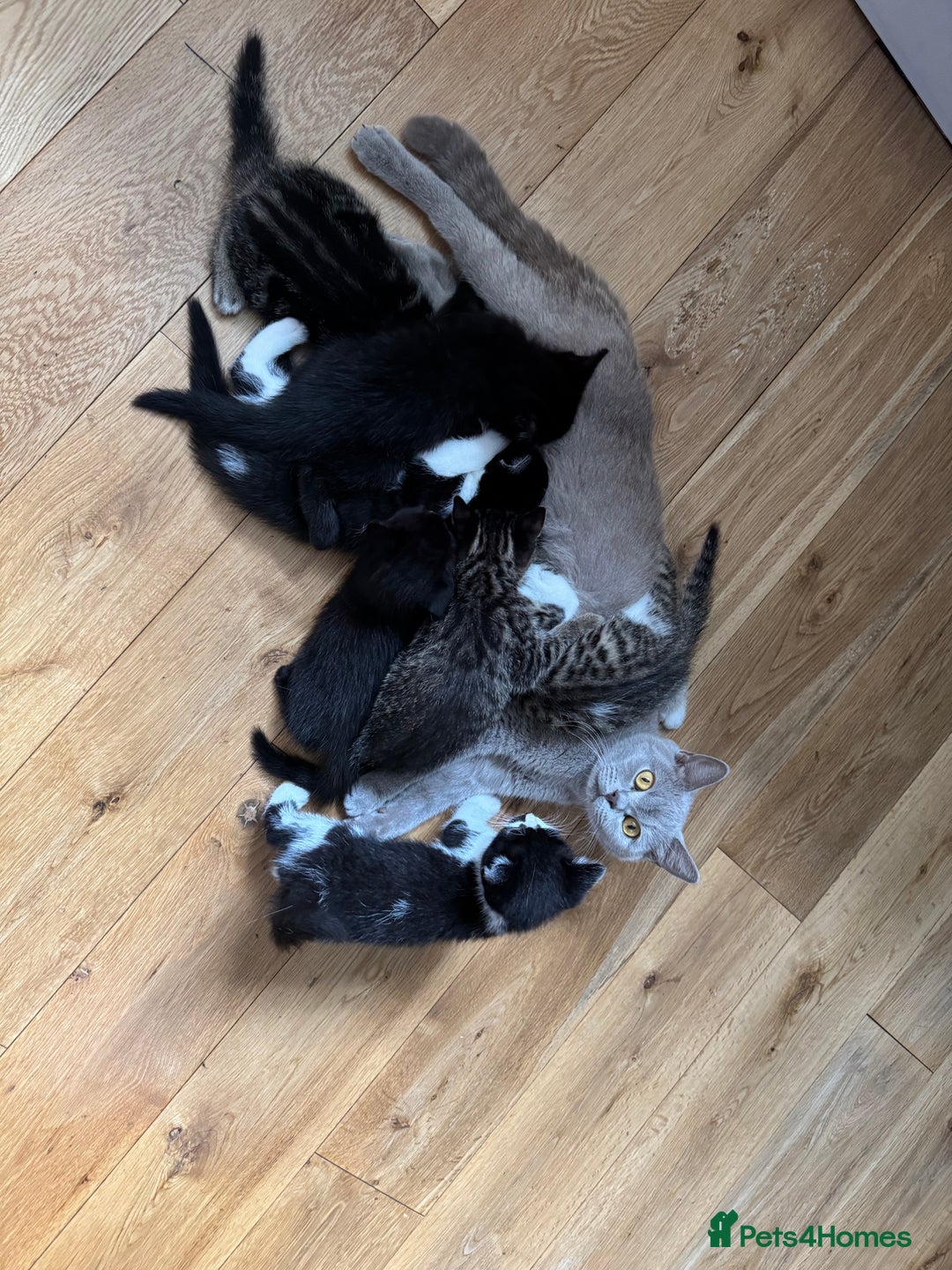 British Shorthair cats for sale: British shorthair  - Image 7