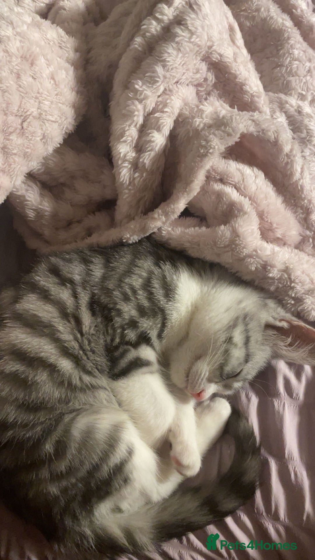 American Shorthair cats for sale: Sushy loving kitten looking for permanent home - Advert 10