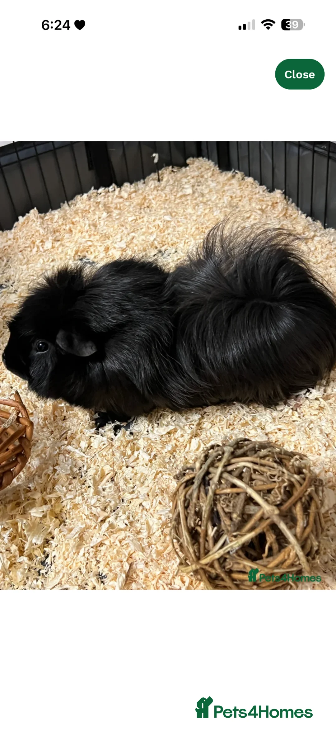 Guinea Pig rodents for sale: Guinea pig with cage  in Coventry - Advert 1