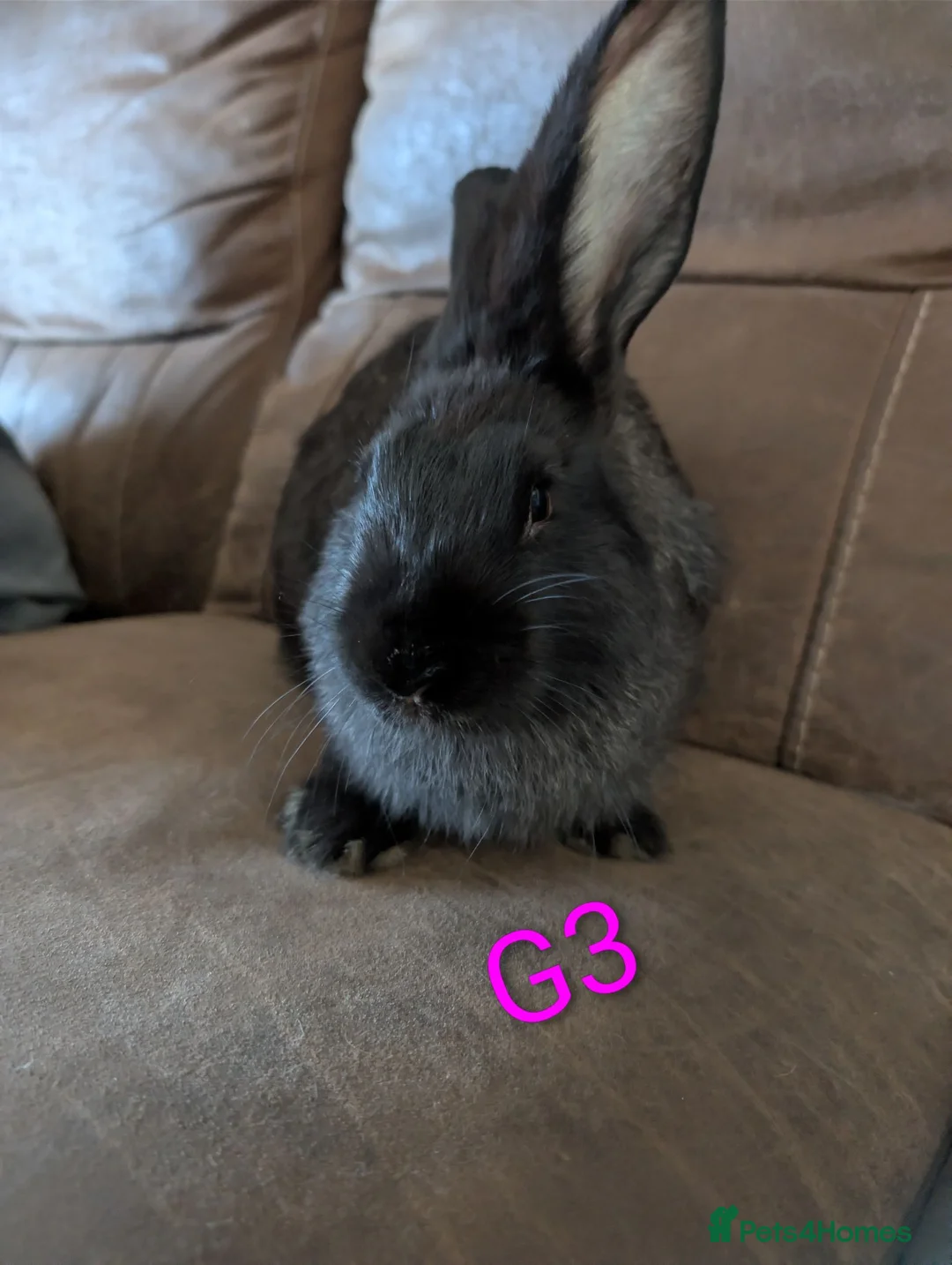 Continental Giant rabbits for sale: Continental giant - Advert 3