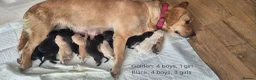 Labrador Retriever dogs for sale: Labrador puppies in Sunderland - Advert 8