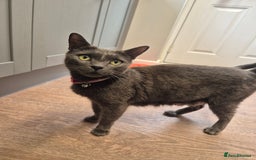 Mixed Breed cats for sale: 6 adorable kittens looking for homes❤️ - Image 6